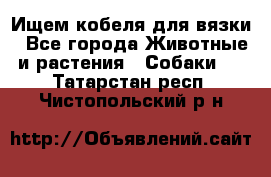Ищем кобеля для вязки - Все города Животные и растения » Собаки   . Татарстан респ.,Чистопольский р-н